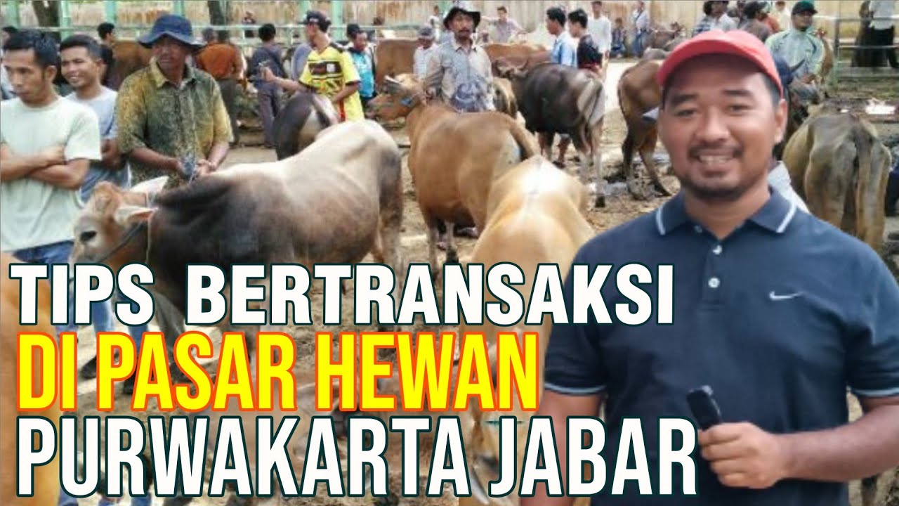 
                                 Tips-Jual-Beli-Sapi-Di-Pasar-Hewan-Purwakarta-Jawa-Barat.jpg